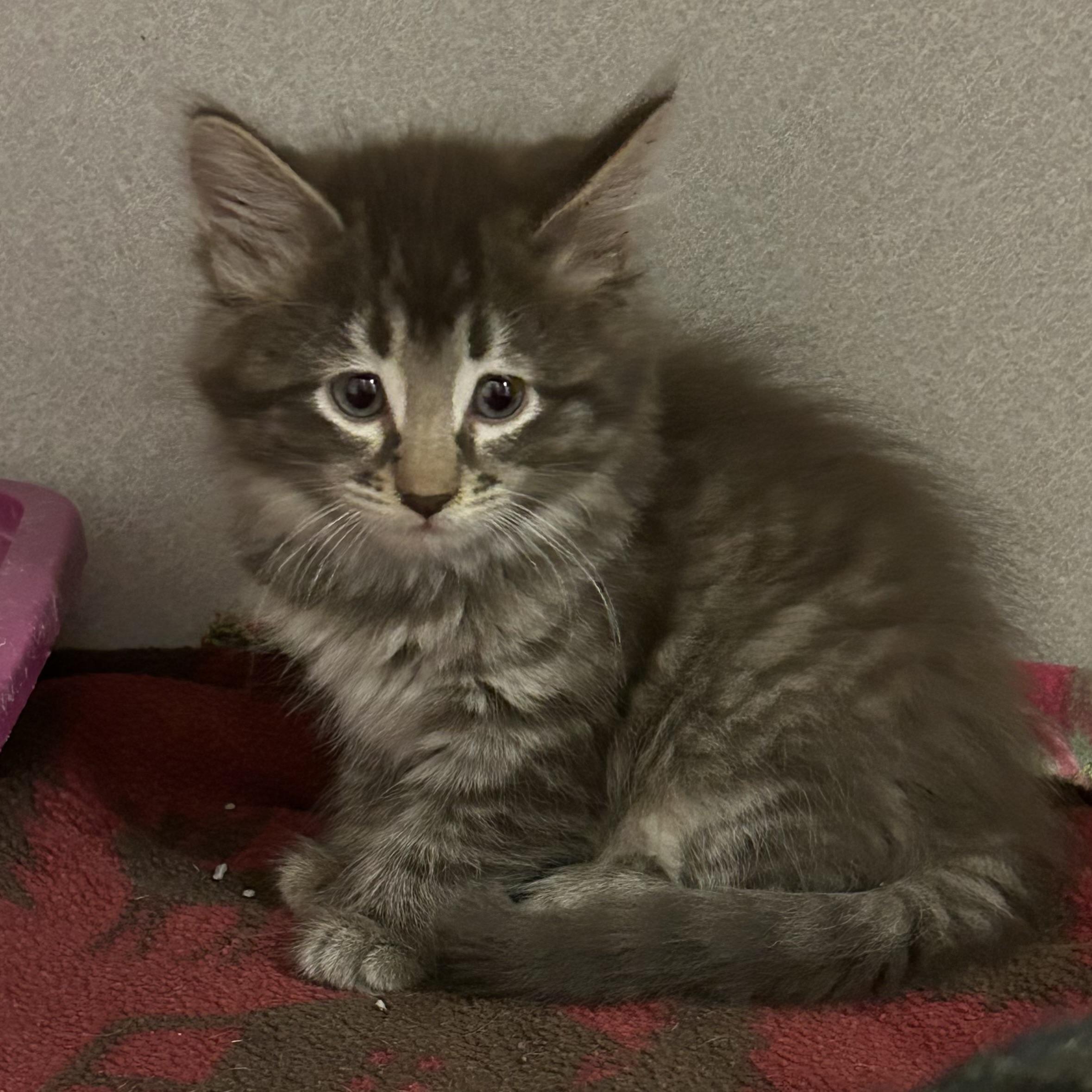 Sunny Side Up, Adopted, Kitten Female Domestic Short Hair.
