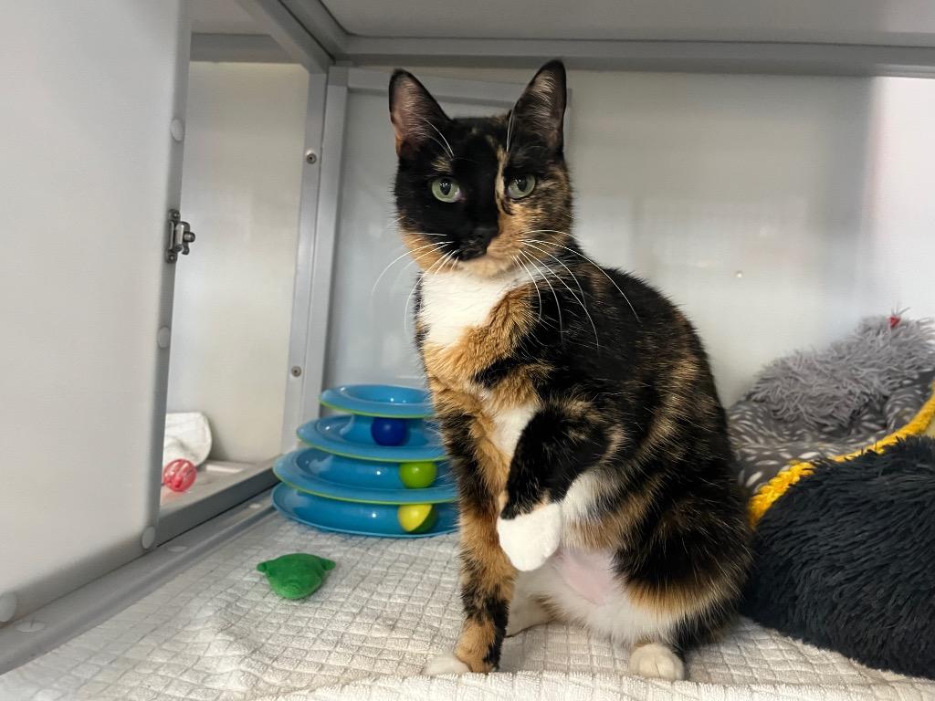 Enlarge Andrena, a Adoptable mixed breed in Raleigh, NC image 1/2