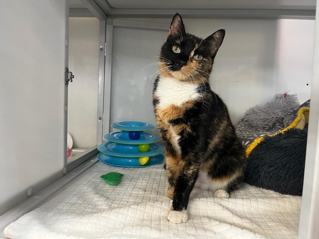 Enlarge Andrena, a Adoptable mixed breed in Raleigh, NC image 2/2