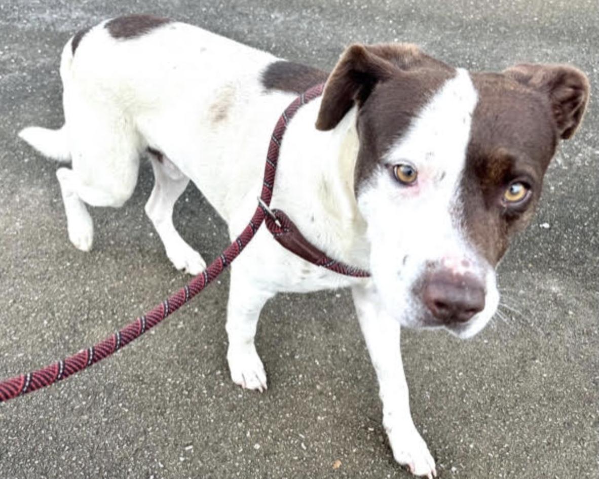 Enlarge Bandit, a Adoptable mixed breed in Woburn, MA image 6/6