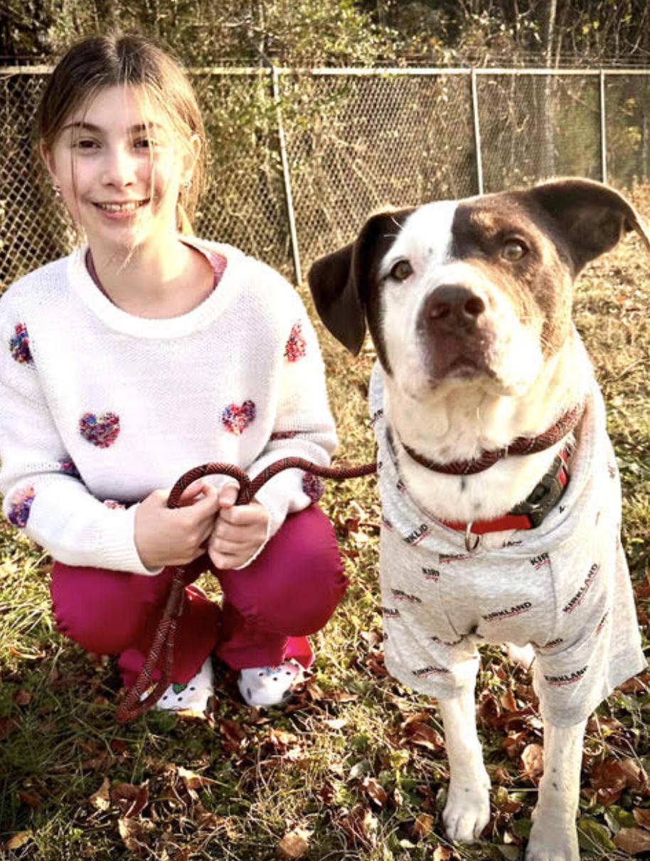 Enlarge Bandit, a Adoptable mixed breed in Woburn, MA image 1/6