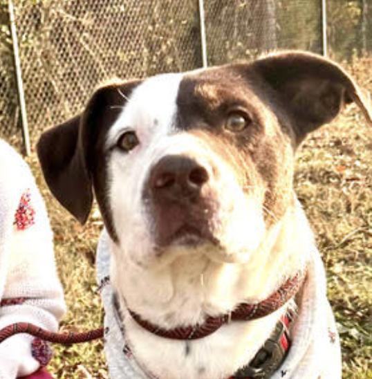 Enlarge Bandit, a Adoptable mixed breed in Woburn, MA image 2/6