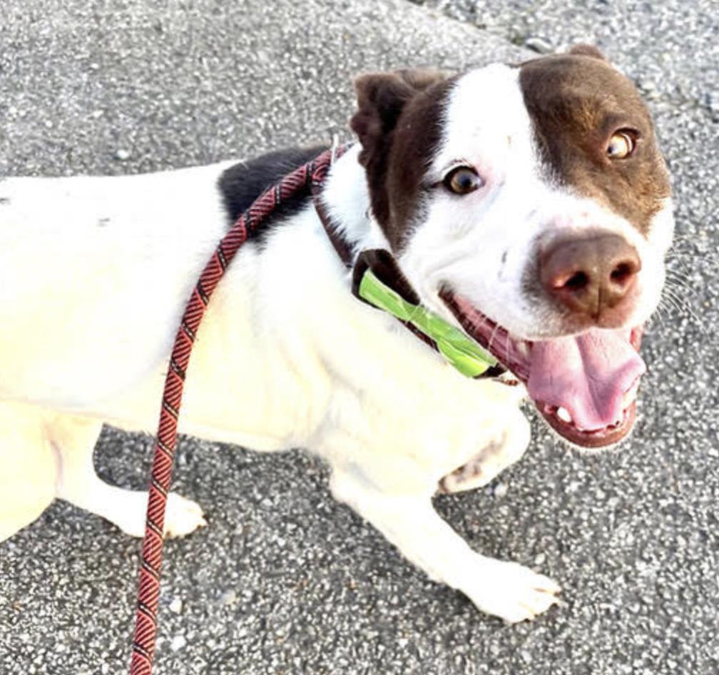 Enlarge Bandit, a Adoptable mixed breed in Woburn, MA image 4/6