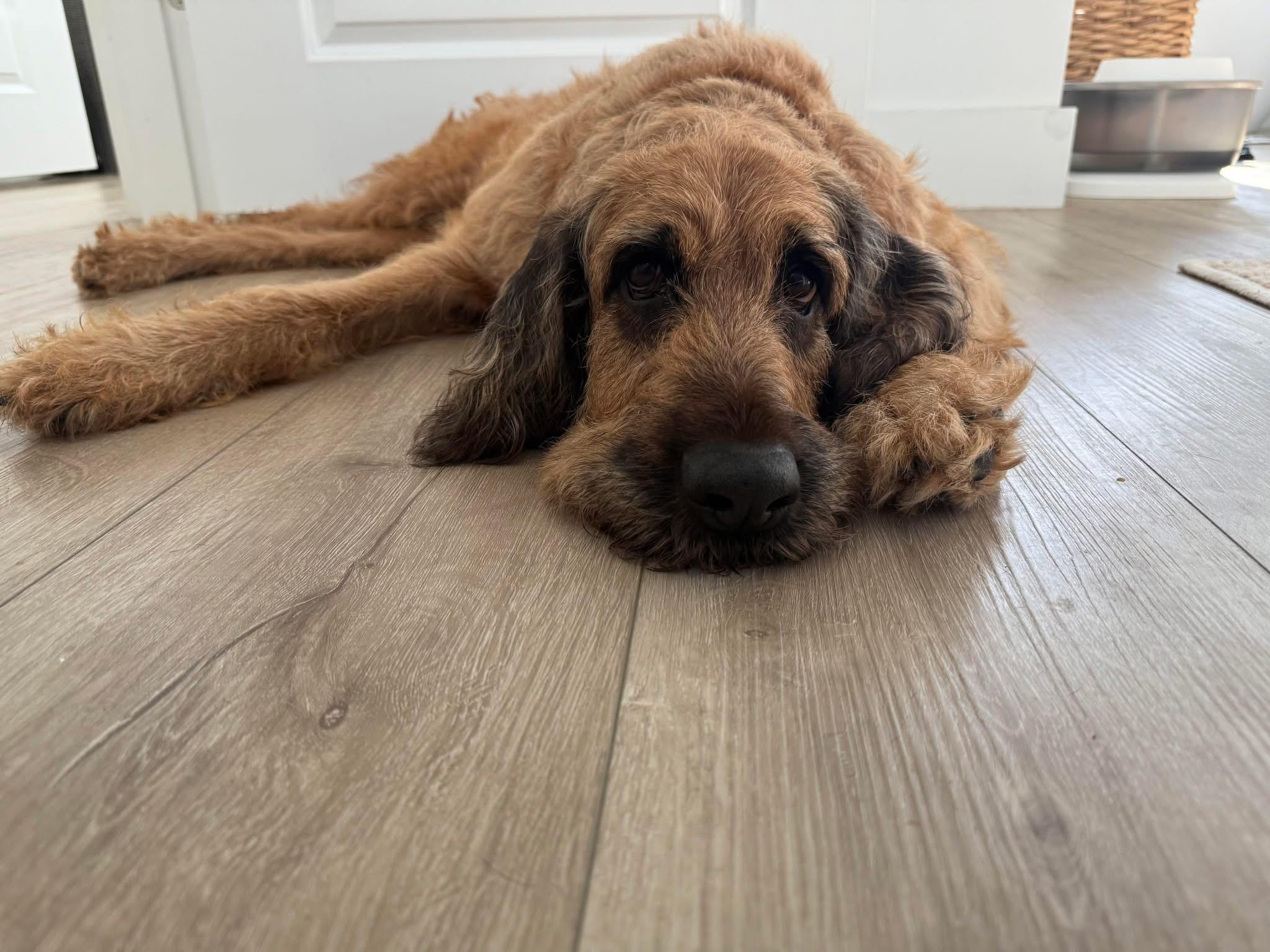 Goldie, Adoptable, Adult Female Standard Poodle & Bloodhound.