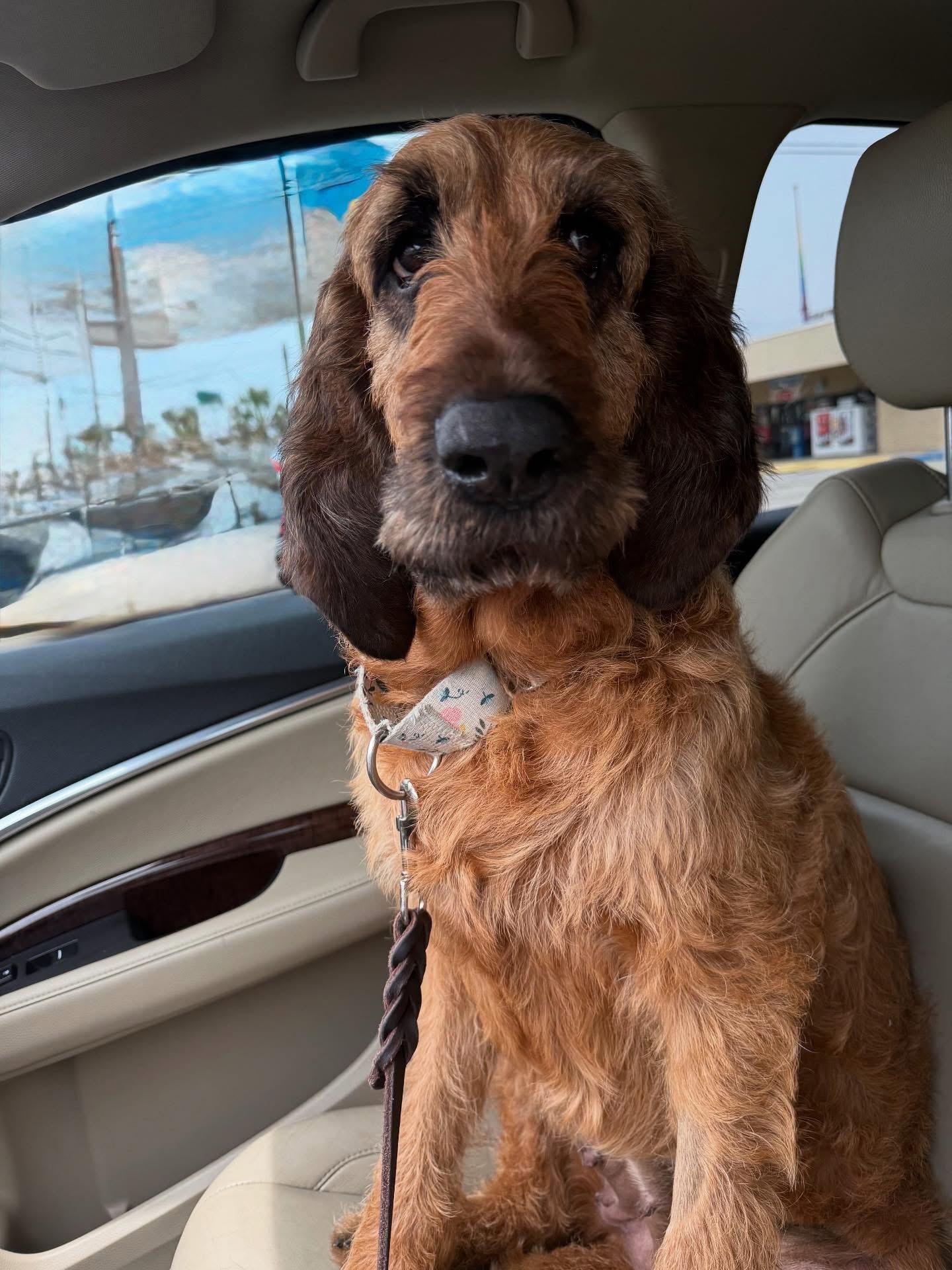 Enlarge Goldie, a Adoptable mixed breed in Lynn Haven, FL image 2/5