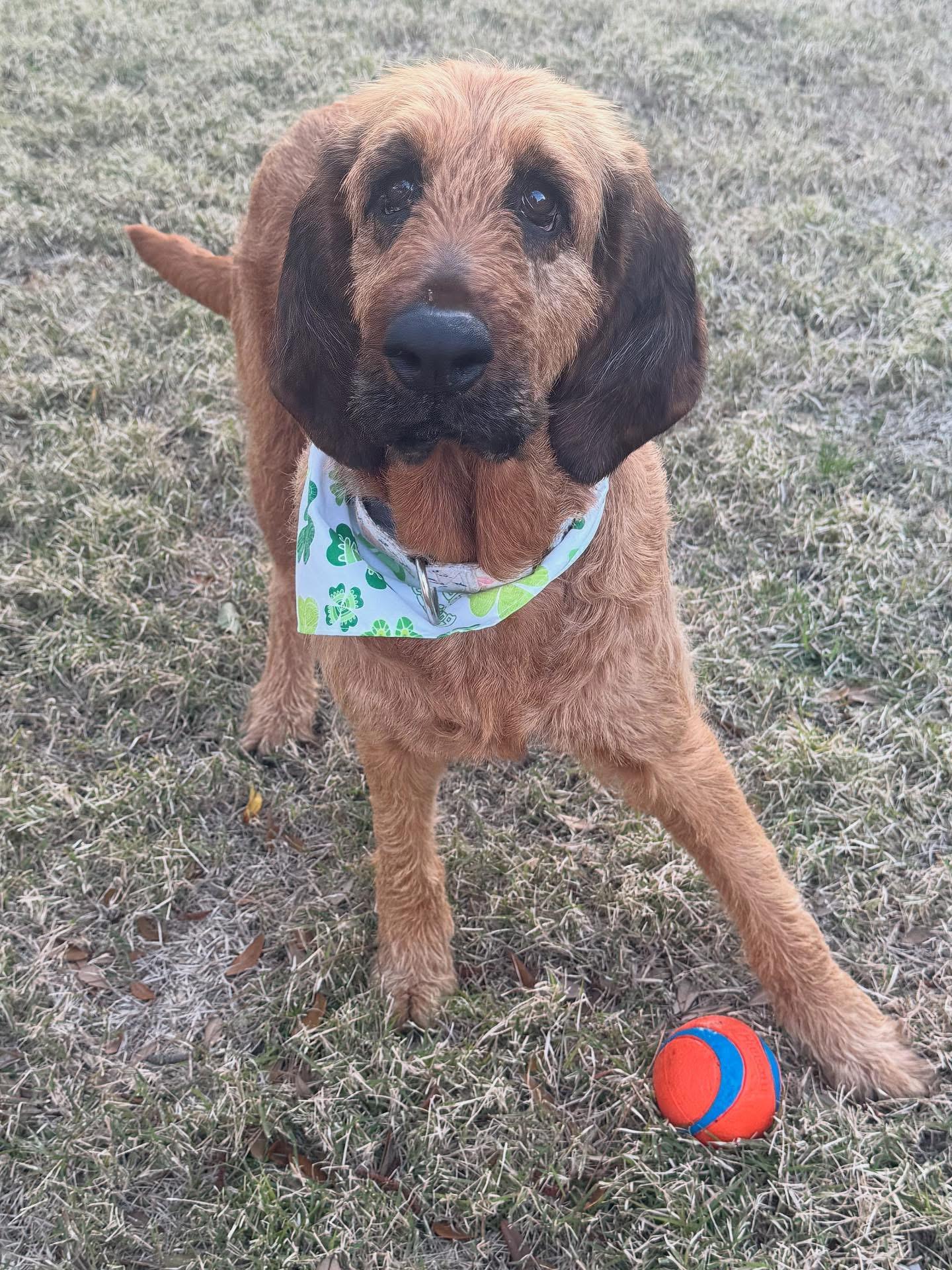 Enlarge Goldie, a Adoptable mixed breed in Lynn Haven, FL image 5/5