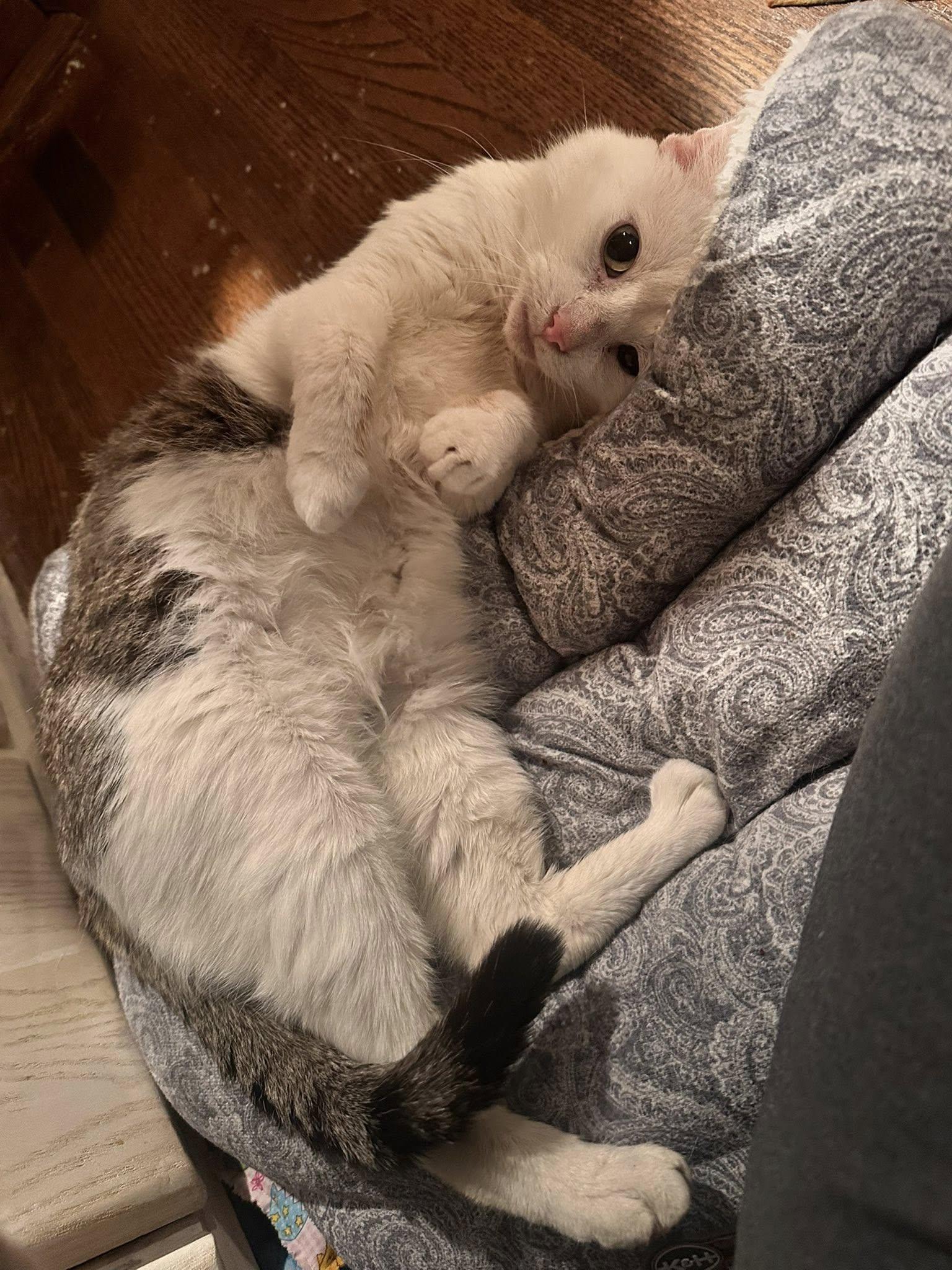 Delta, ADOPTABLE, Adult Male Domestic Short Hair.