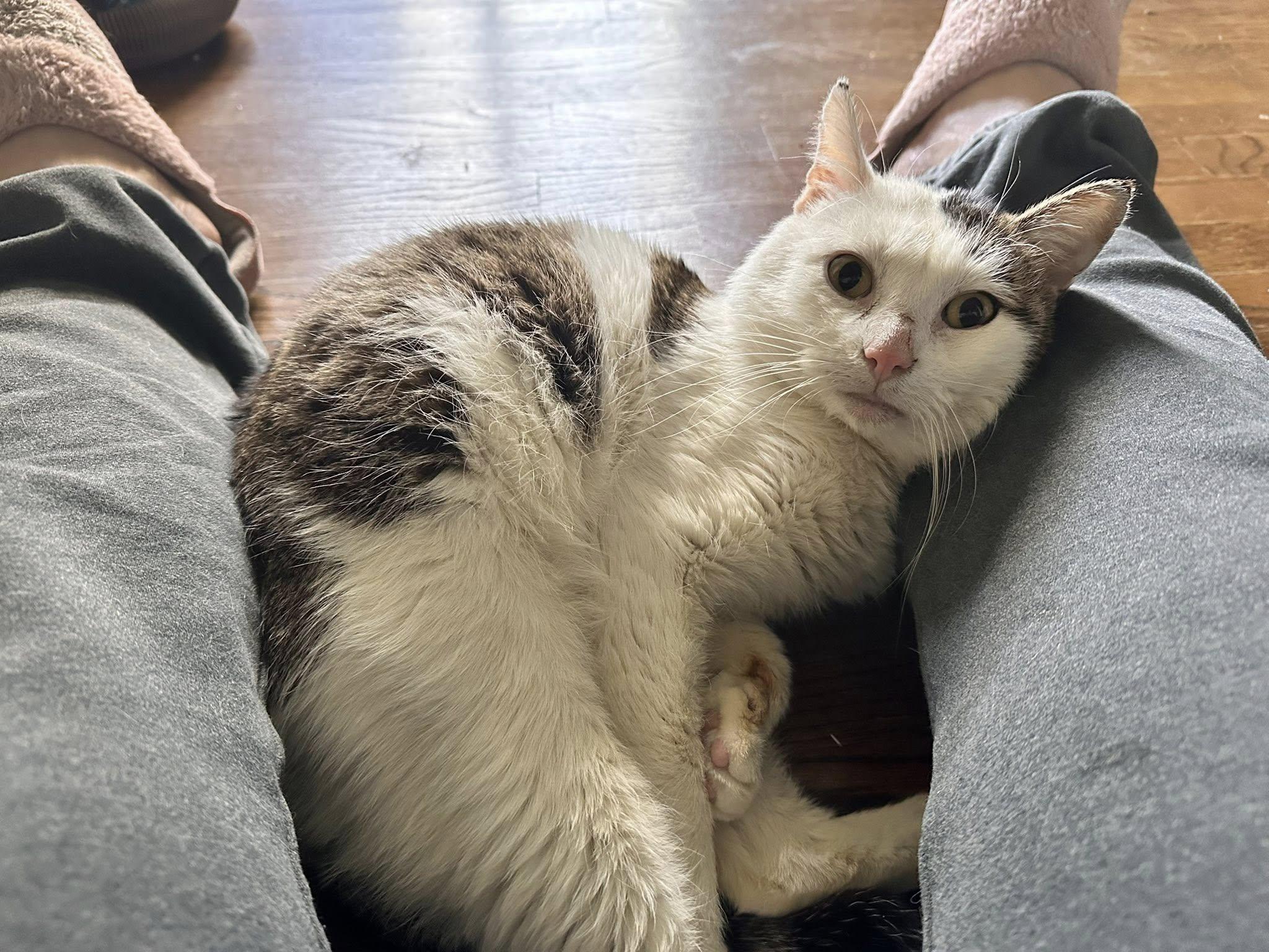 Enlarge Delta, a ADOPTABLE Domestic Short Hair in Lincoln Park, NJ image 3/4