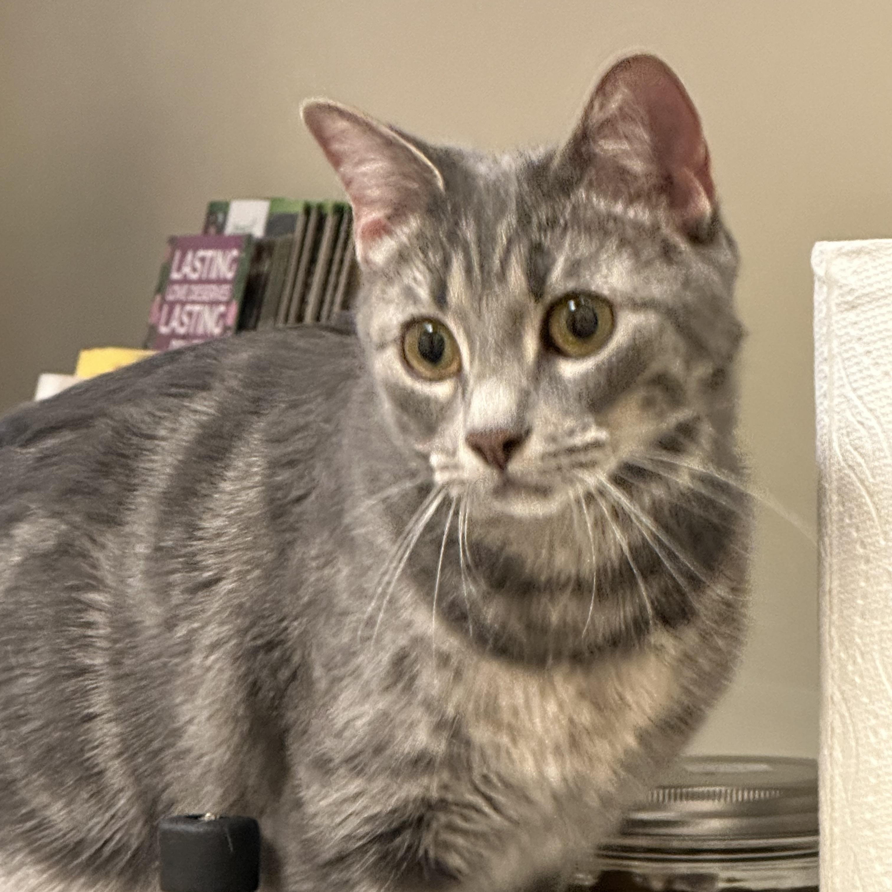 Enlarge Baby, a Adoptable Domestic Short Hair in Highlands Ranch, CO image 3/5
