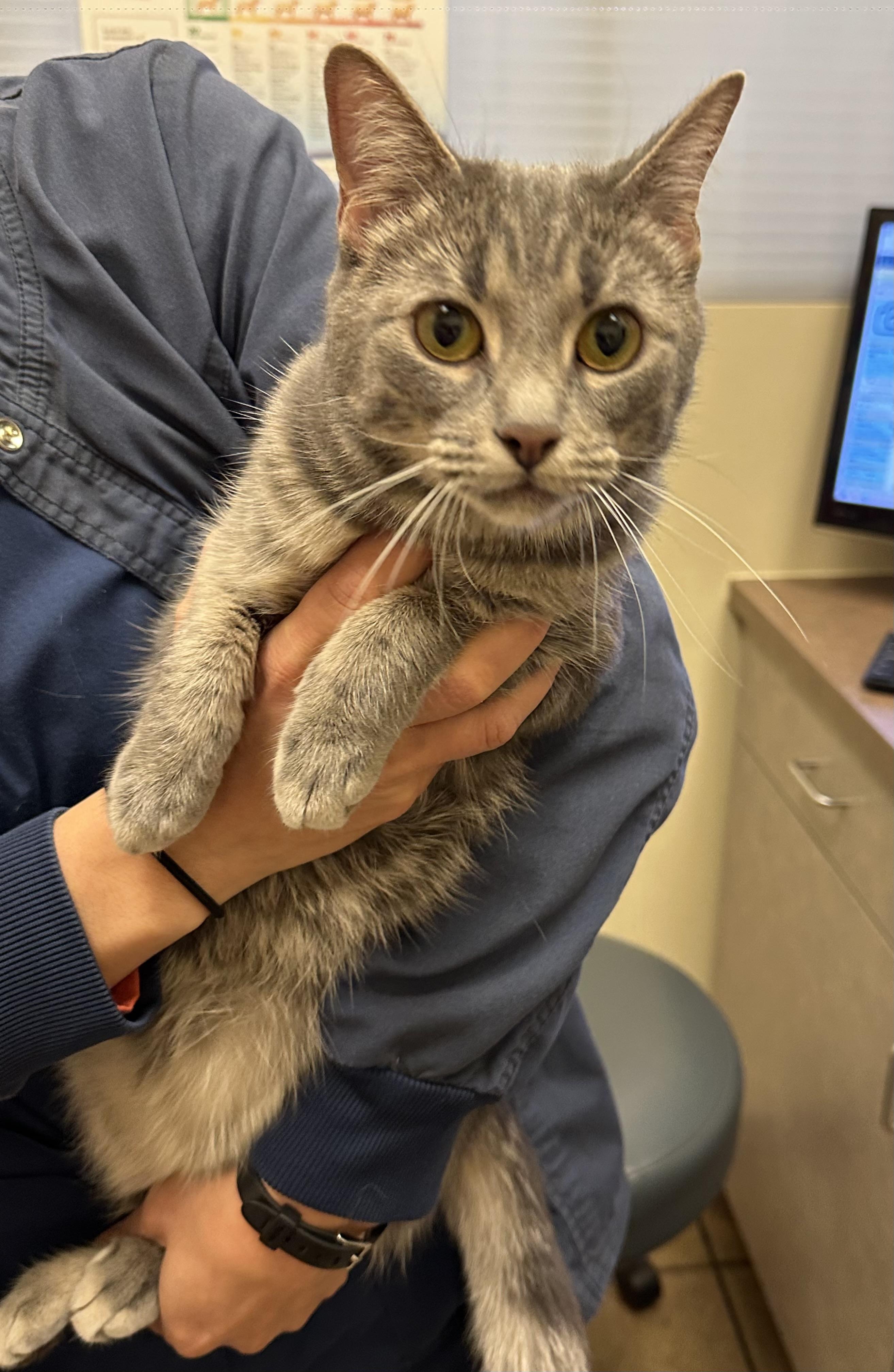 Enlarge Baby, a Adoptable Domestic Short Hair in Highlands Ranch, CO image 4/5
