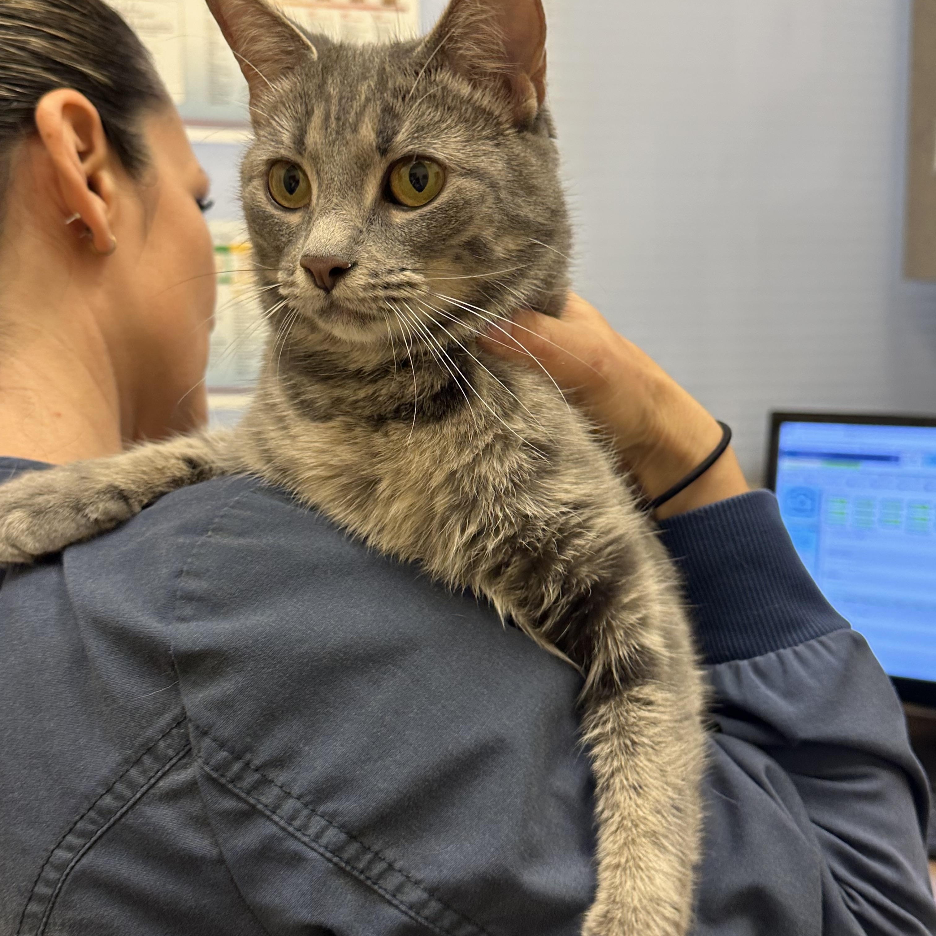 Baby, Adoptable, Young Female Domestic Short Hair.