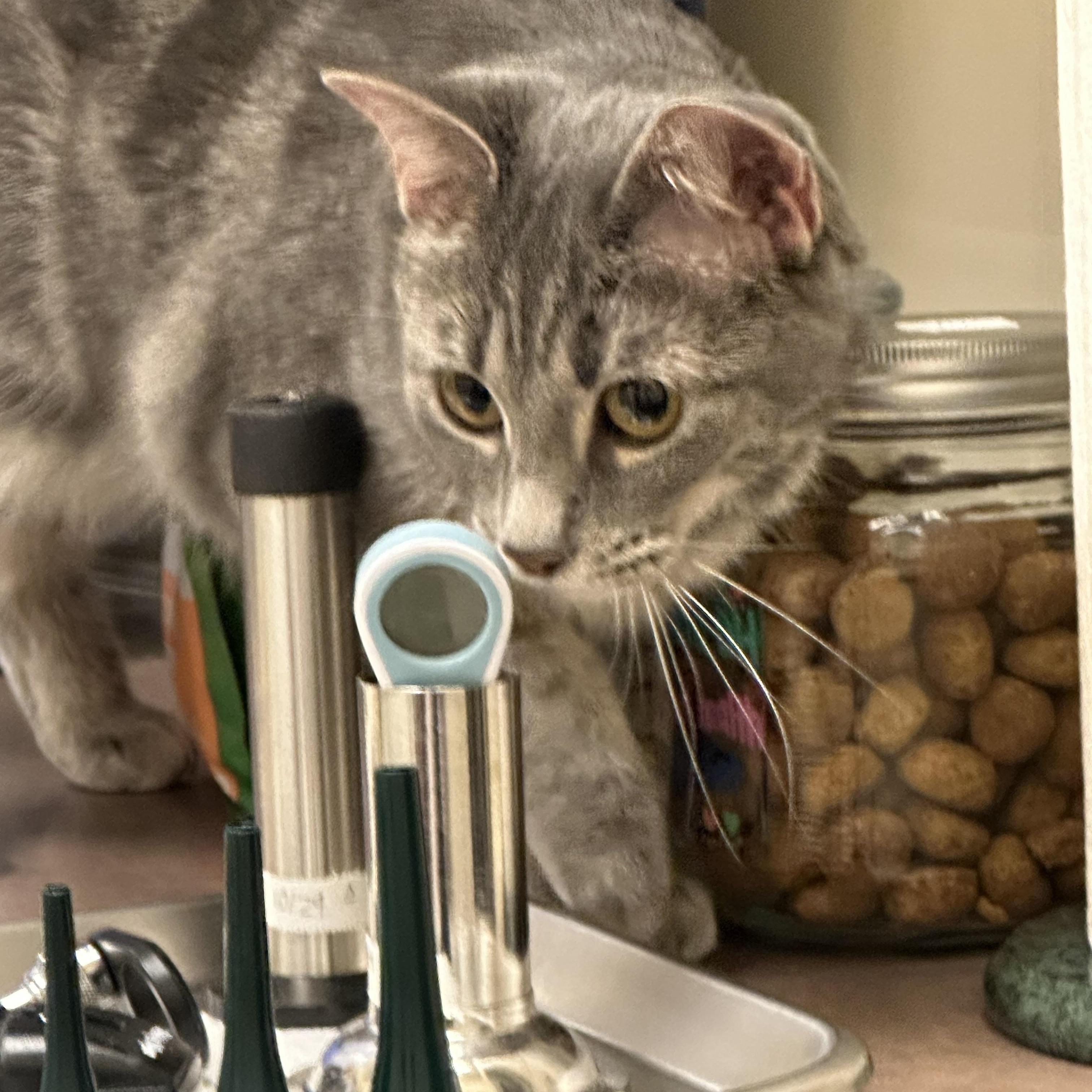 Enlarge Baby, a Adoptable Domestic Short Hair in Highlands Ranch, CO image 5/5