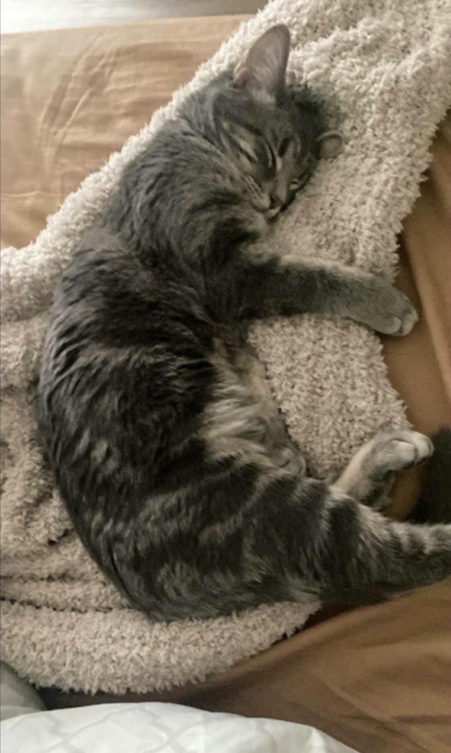 Enlarge Baby, a Adoptable Domestic Short Hair in Highlands Ranch, CO image 2/5