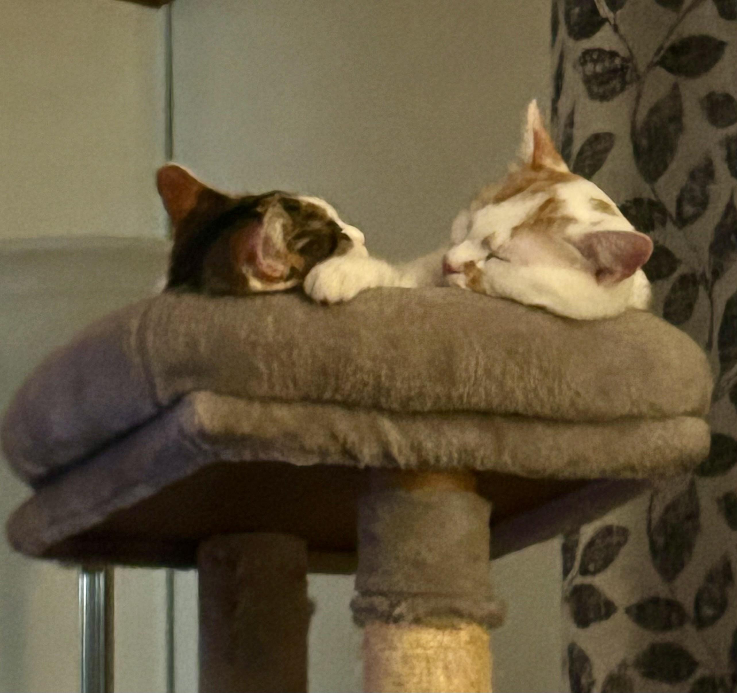 Pebbles, a Adoptable Domestic Short Hair in Jeffersonville, IN image 5/5