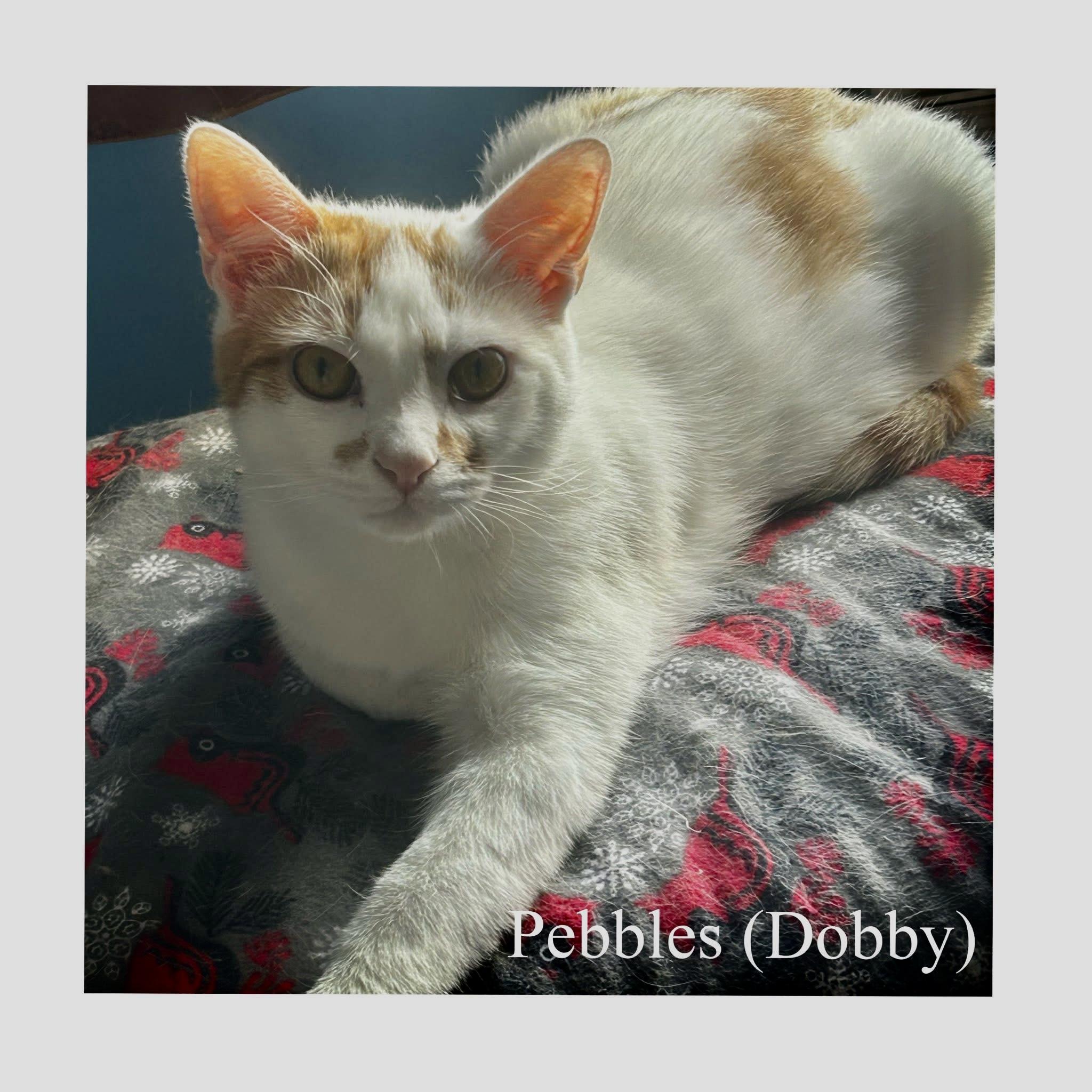 Pebbles, Adoptable, Kitten Male Domestic Short Hair.