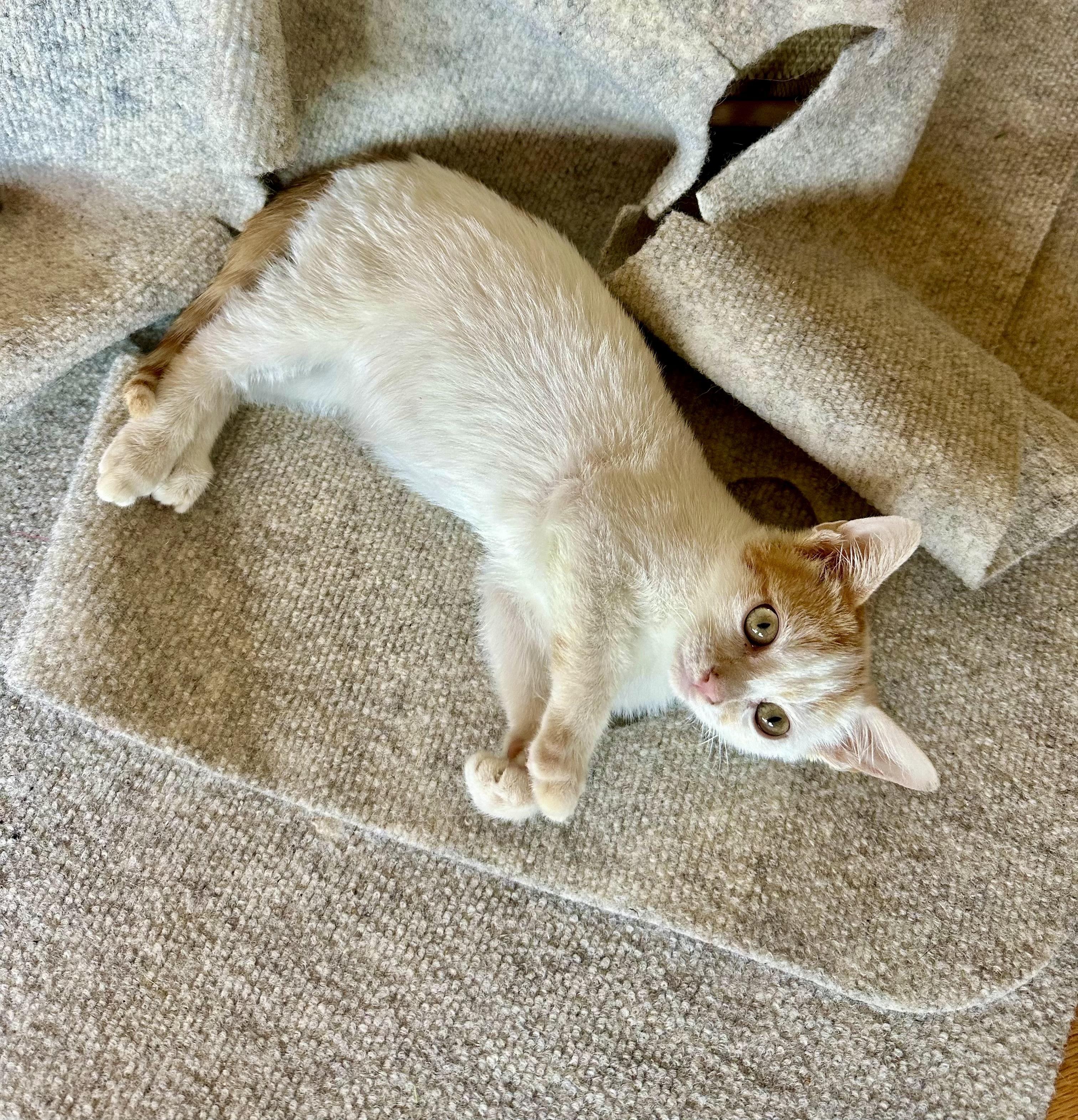 Pebbles, Adoptable, Kitten Male Domestic Short Hair.