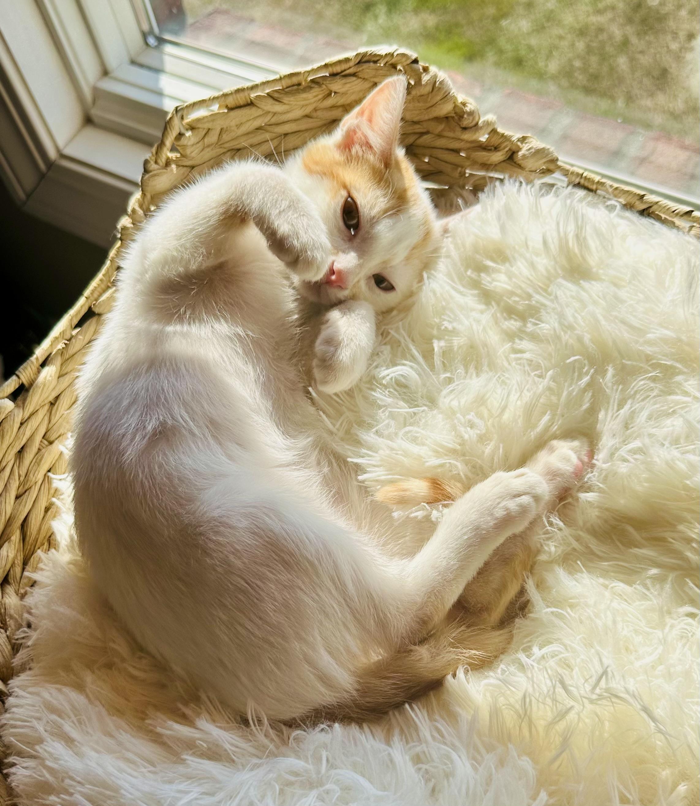 Enlarge Pebbles, a Adoptable Domestic Short Hair in Jeffersonville, IN image 2/3