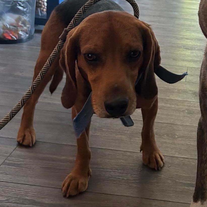 Enlarge Everett, a Adoptable Beagle in Danville, KY image 1/1