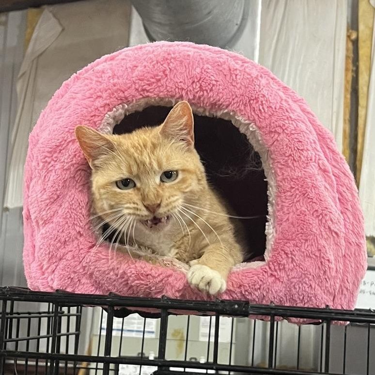 Lucy, a hold American Shorthair in Marble Falls, TX image 2/3