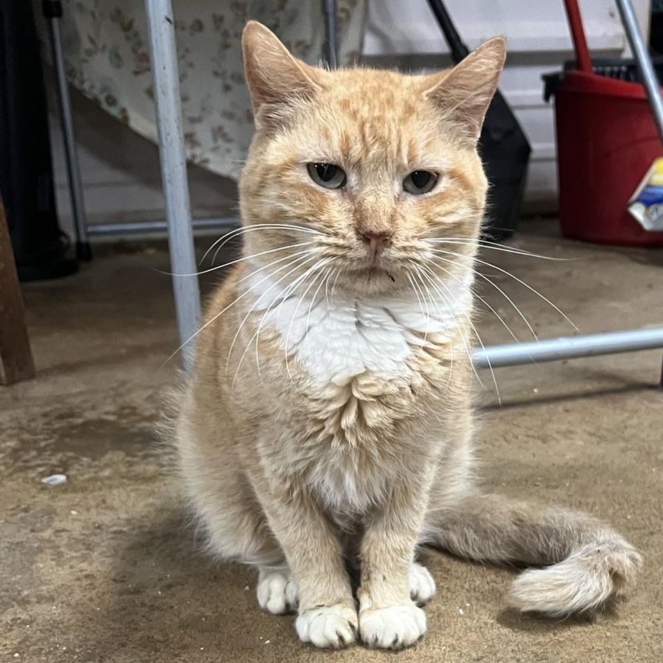 Lucy, a hold American Shorthair in Marble Falls, TX image 3/3