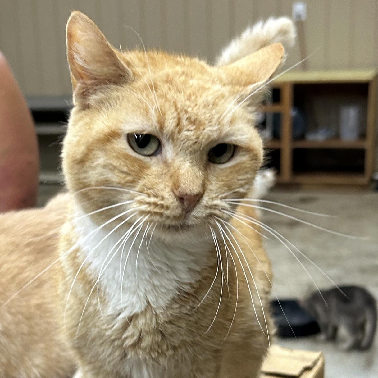 Lucy, Adoptable, Adult Female American Shorthair.