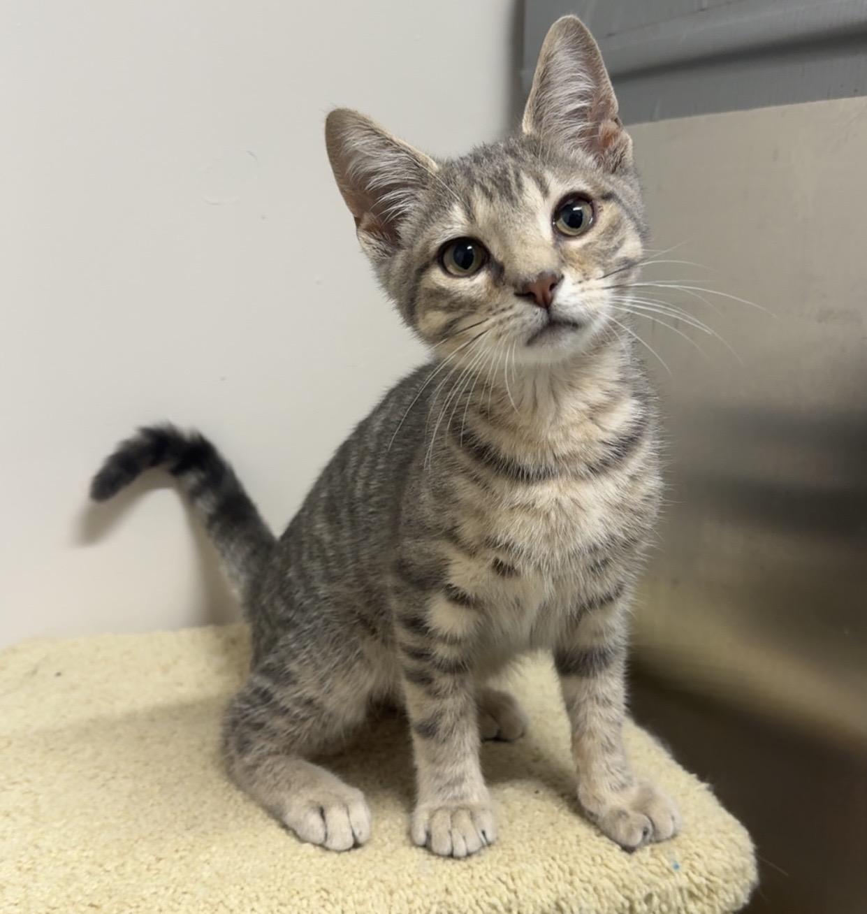 Enlarge Gerald, a ADOPTABLE Domestic Short Hair in Kearneysville, WV image 2/2