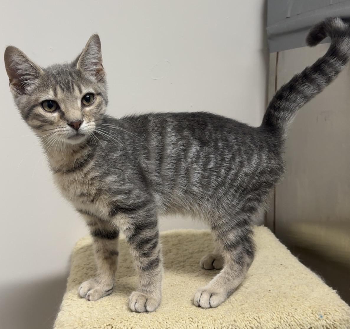 Gerald, ADOPTABLE, Young Male Domestic Short Hair.