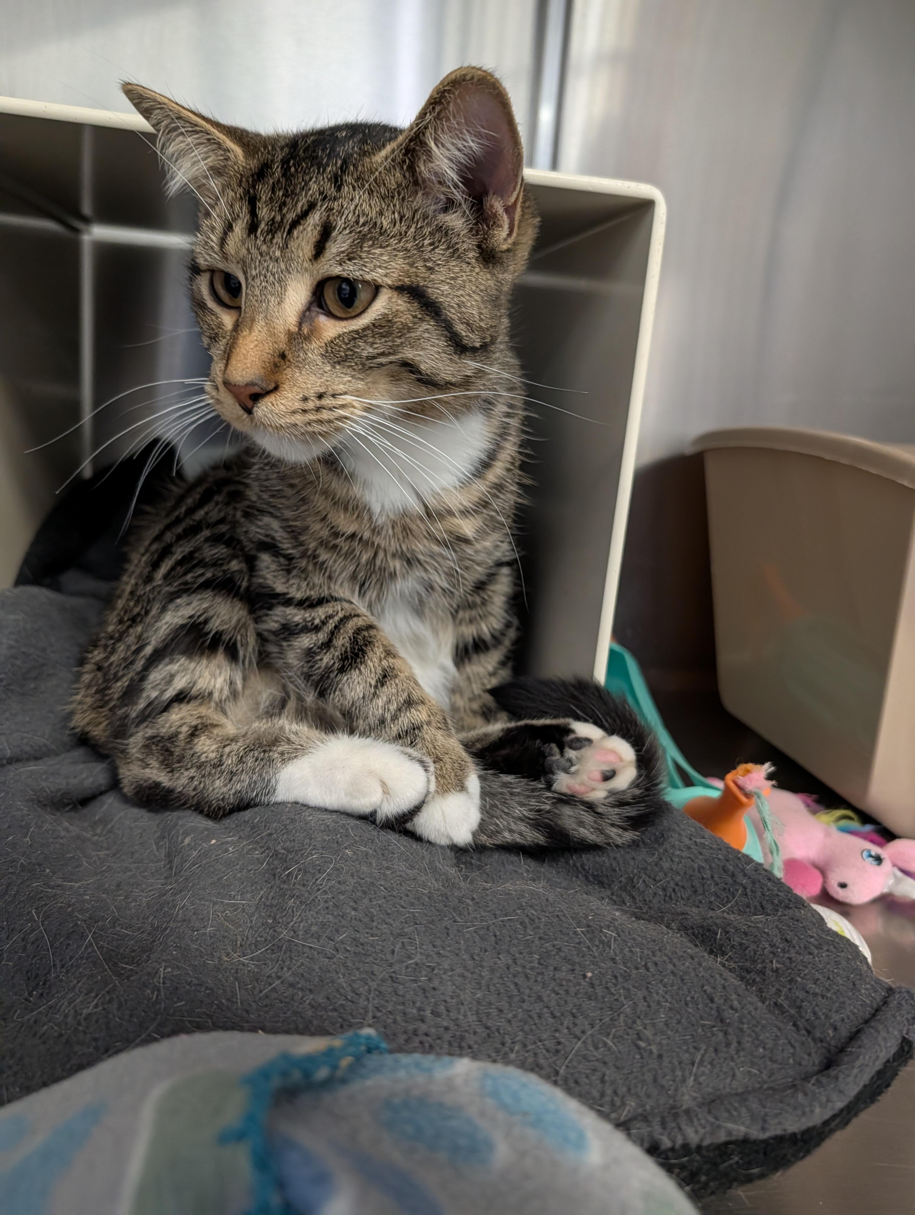 Cream Cheese thumbnail 4