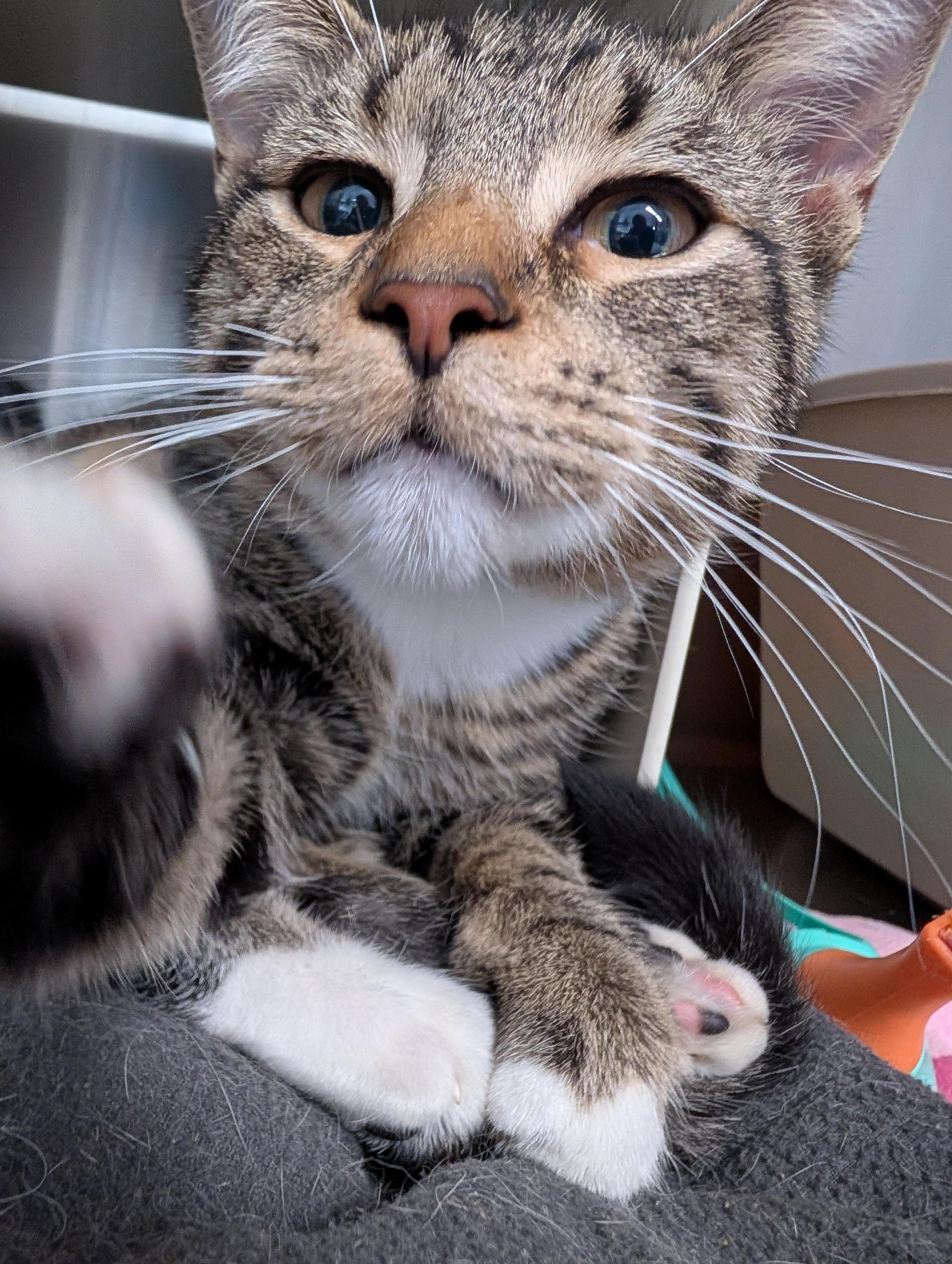 Cream Cheese thumbnail 3