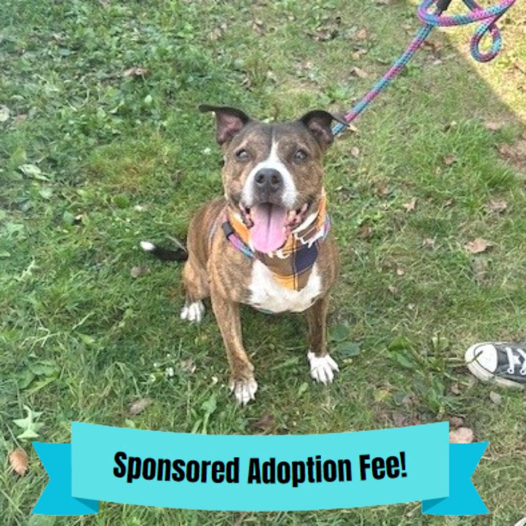 Enlarge Reece, a Adoptable mixed breed in Baldwin, WI image 1/5