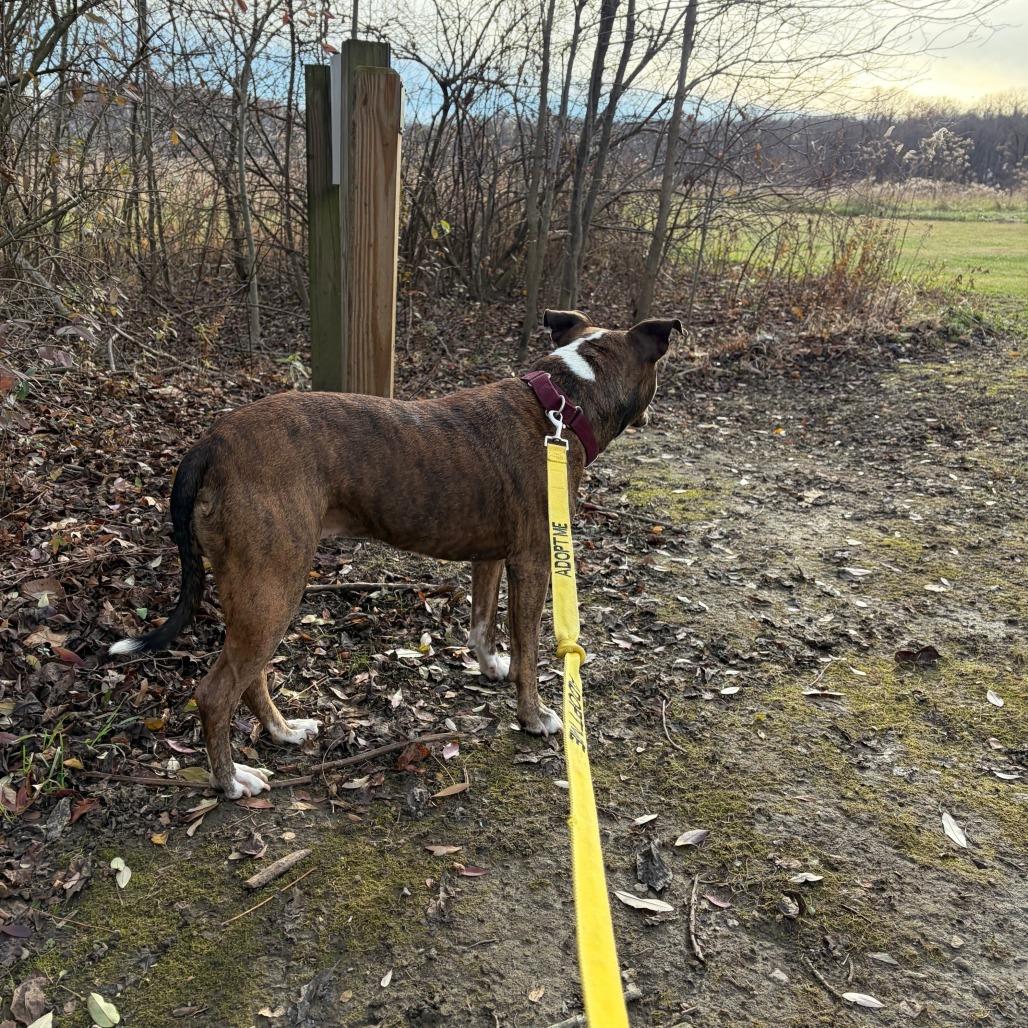 Enlarge Reece, a Adoptable mixed breed in Baldwin, WI image 2/5