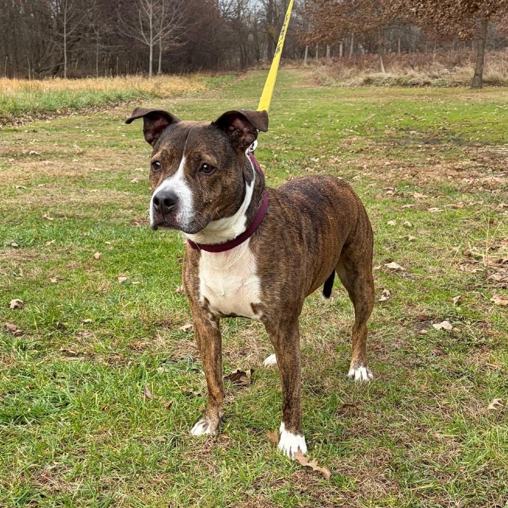 Enlarge Reece, a Adoptable mixed breed in Baldwin, WI image 3/5
