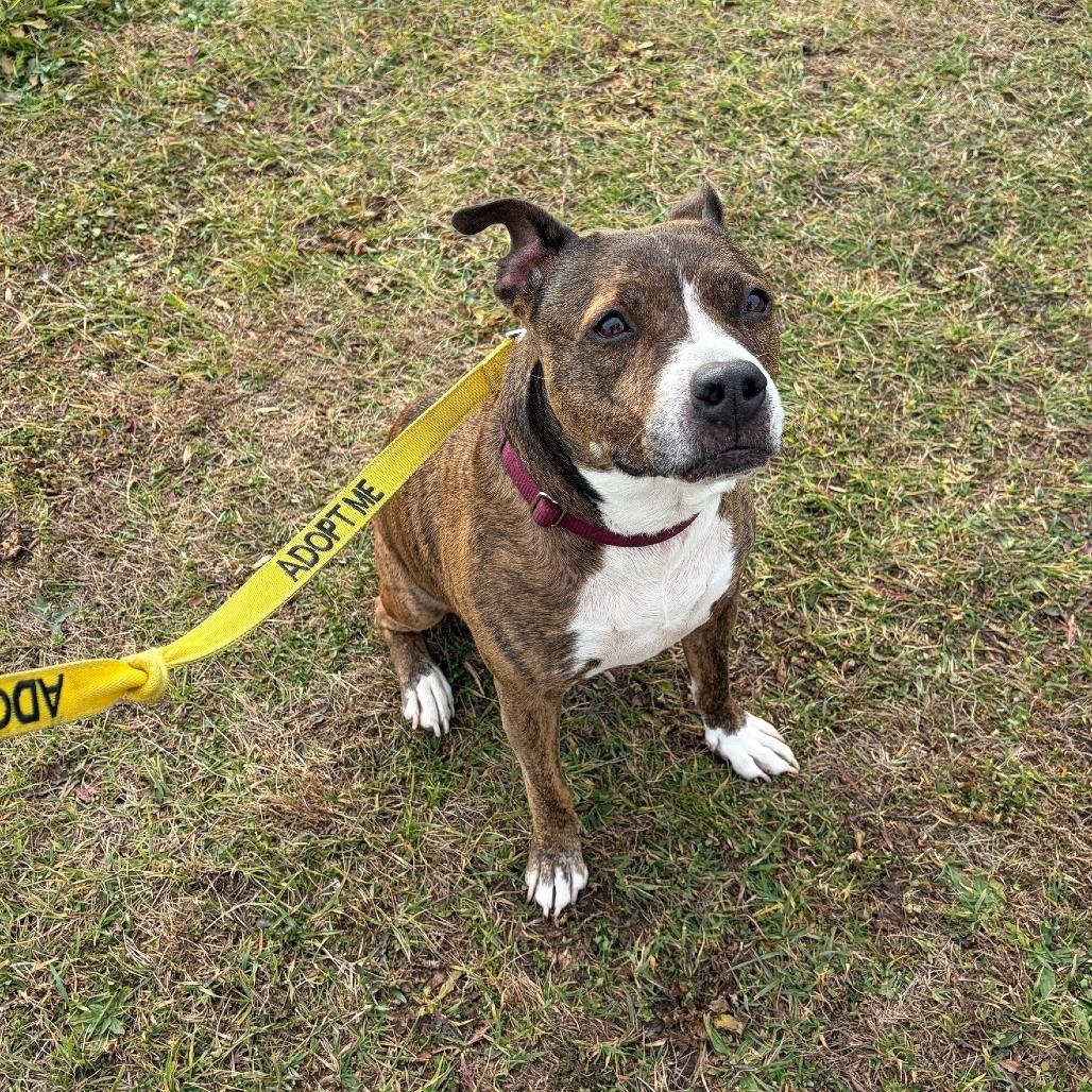 Enlarge Reece, a Adoptable mixed breed in Baldwin, WI image 4/5