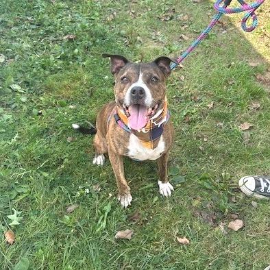 Enlarge Reece, a Adoptable mixed breed in Baldwin, WI image 5/5