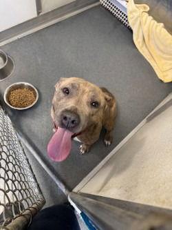 DA 42 Snuggle Butt, Adoptable, Adult Female Pit Bull Terrier.