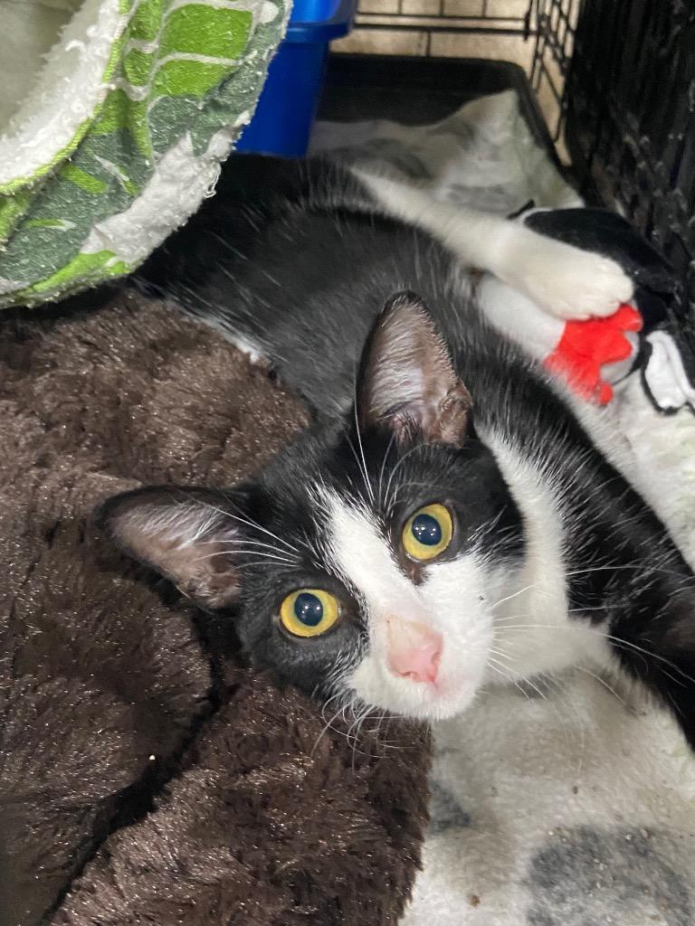 Kuromi, Adoptable, Young Female Domestic Short Hair.