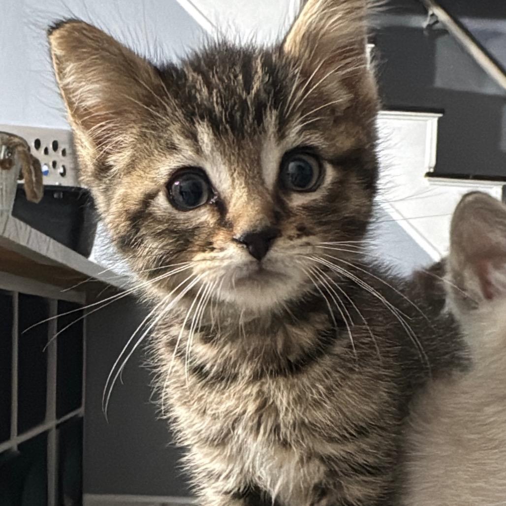 Alphie 2266, Adoptable, Kitten Male Domestic Short Hair.