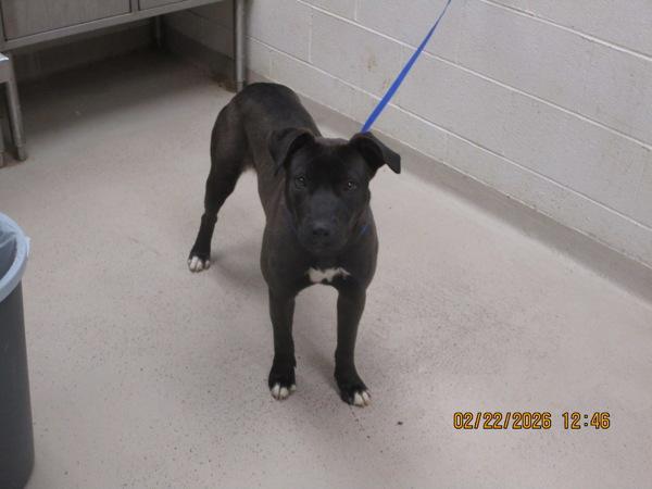 Enlarge Val (855), a Adoptable mixed breed in Marietta, GA image 1/1