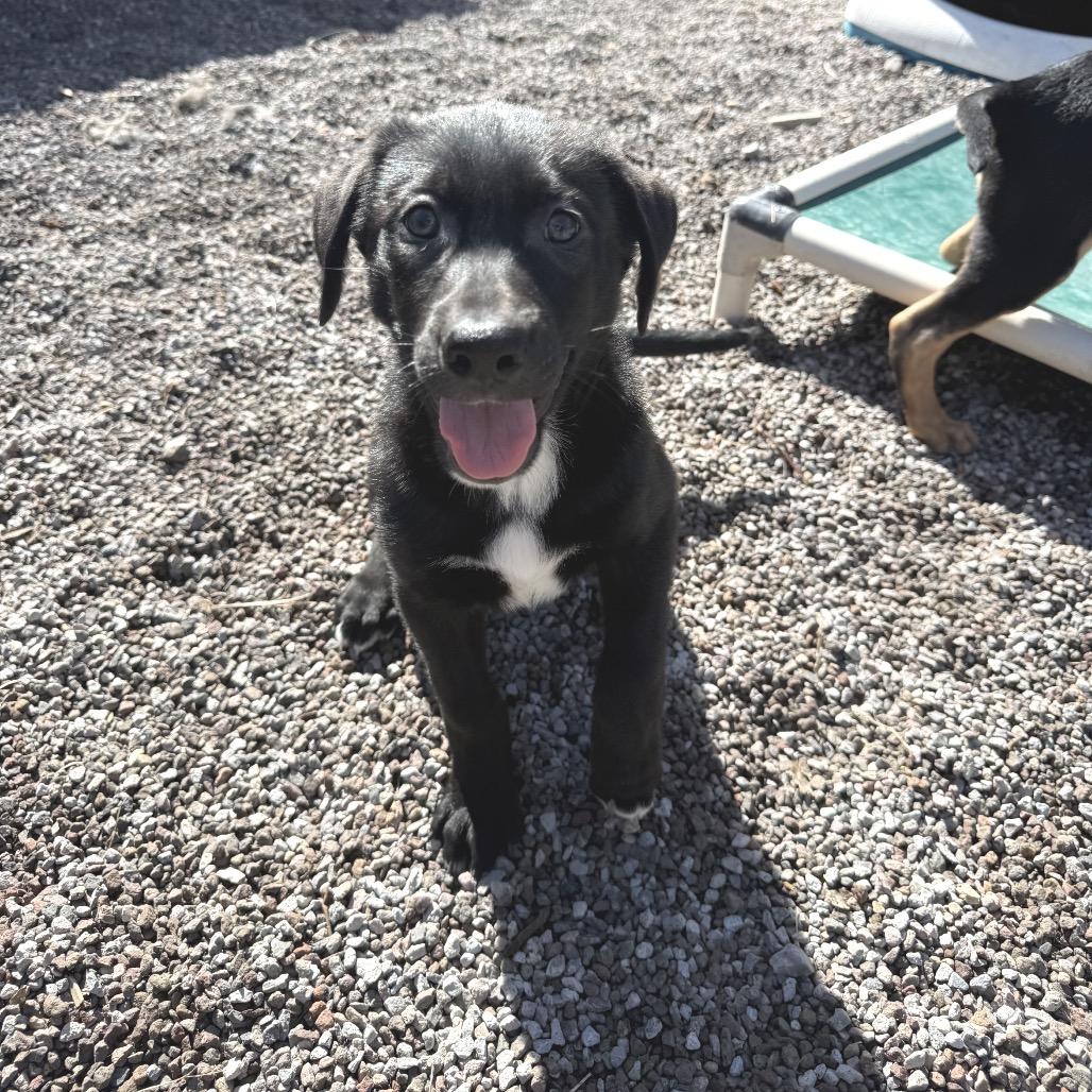 Pippin, Adoptable, Puppy Male Shepherd.