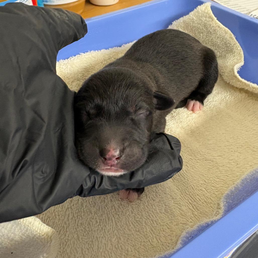 Enlarge Pippin, a Adoptable mixed breed in Mount Shasta, CA image 1/3