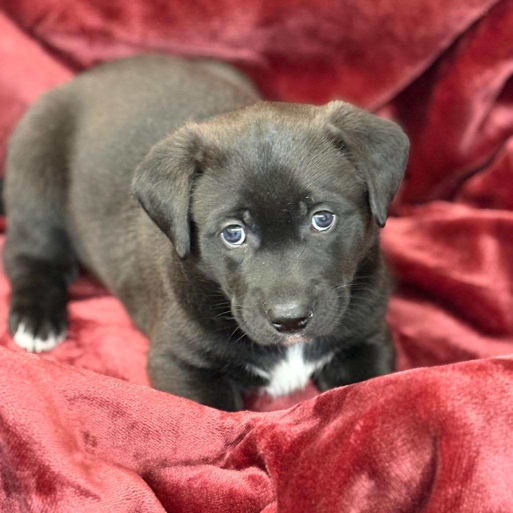 Enlarge Pippin, a Adoptable mixed breed in Mount Shasta, CA image 2/3