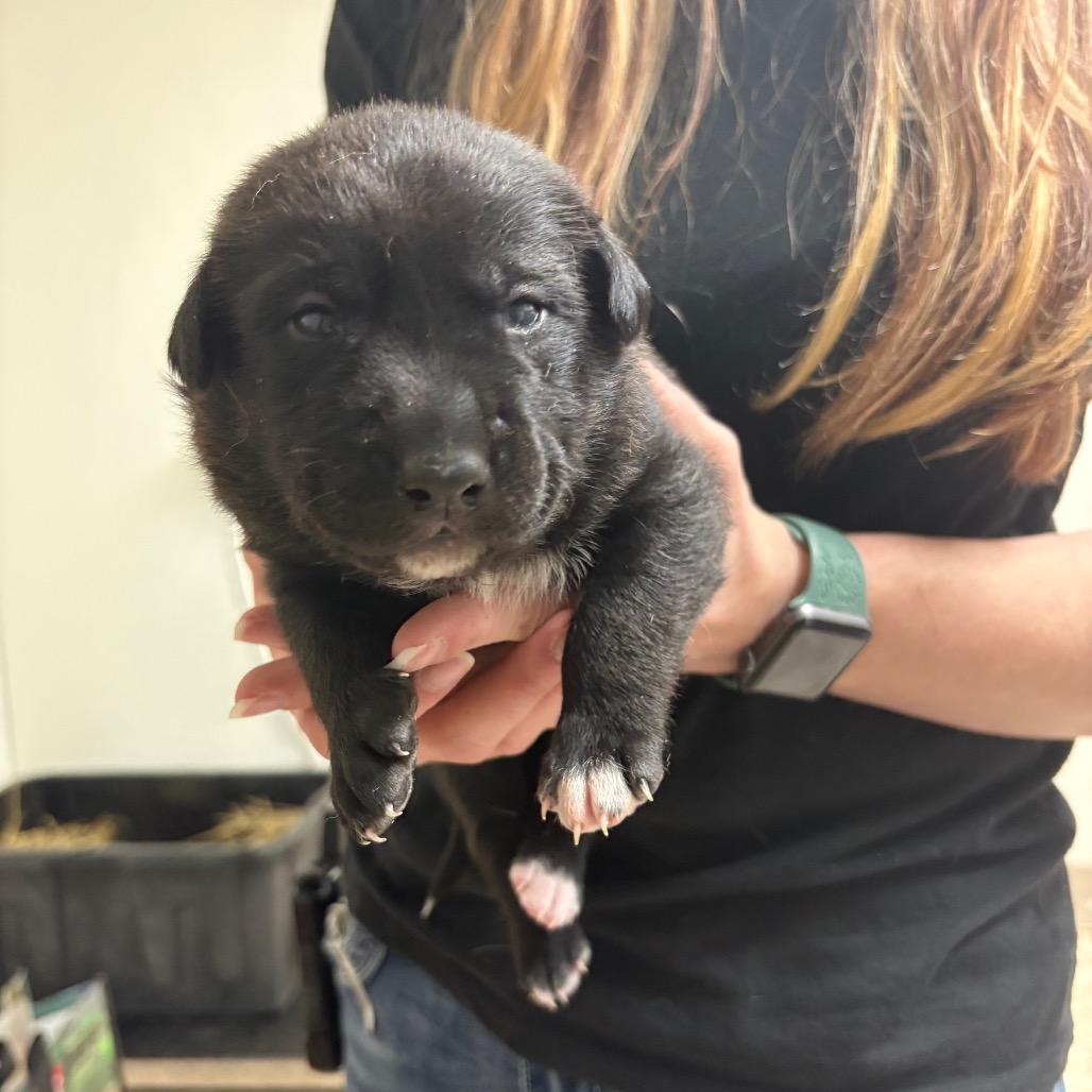 Enlarge Pippin, a Adoptable mixed breed in Mount Shasta, CA image 3/3