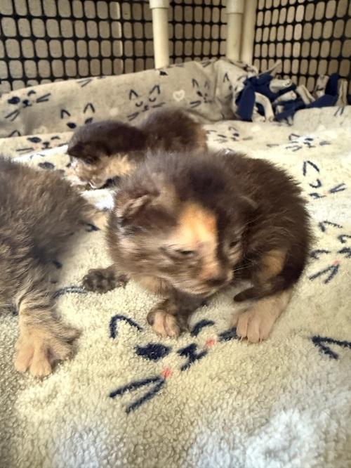 Kitten 27177 (Marbles)