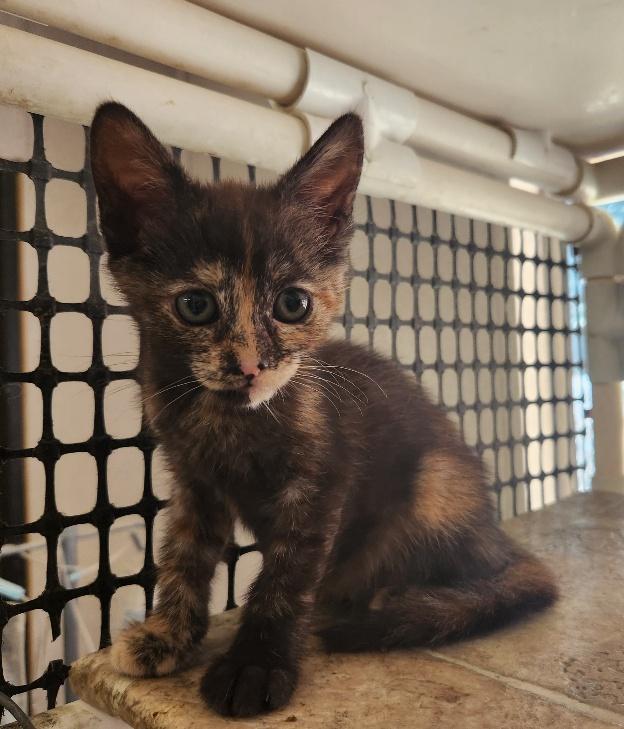 Kitten 27177 (Marbles)