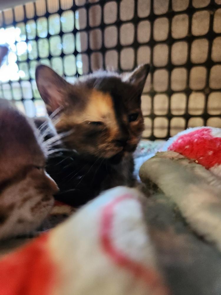 Kitten 27177 (Marbles)