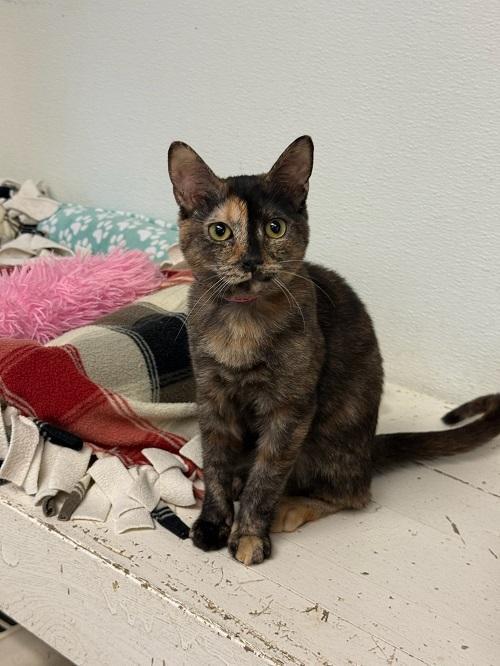 Kitten 27177 (Marbles)