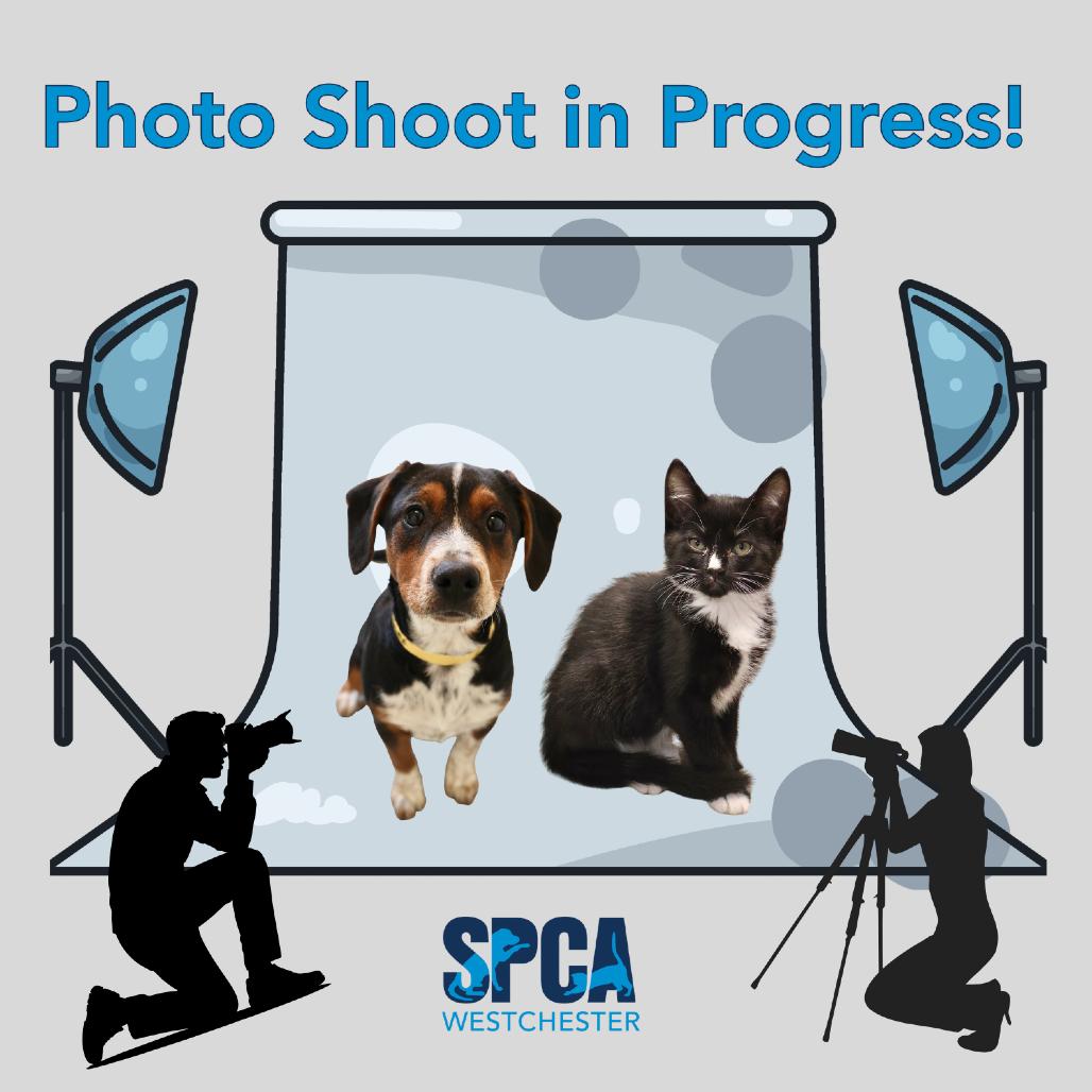Julia, Adoptable, Kitten Female Domestic Short Hair.