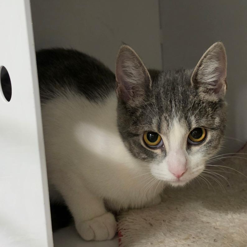 Enlarge Julia, a Adoptable Domestic Short Hair in Briarcliff Manor, NY image 2/2