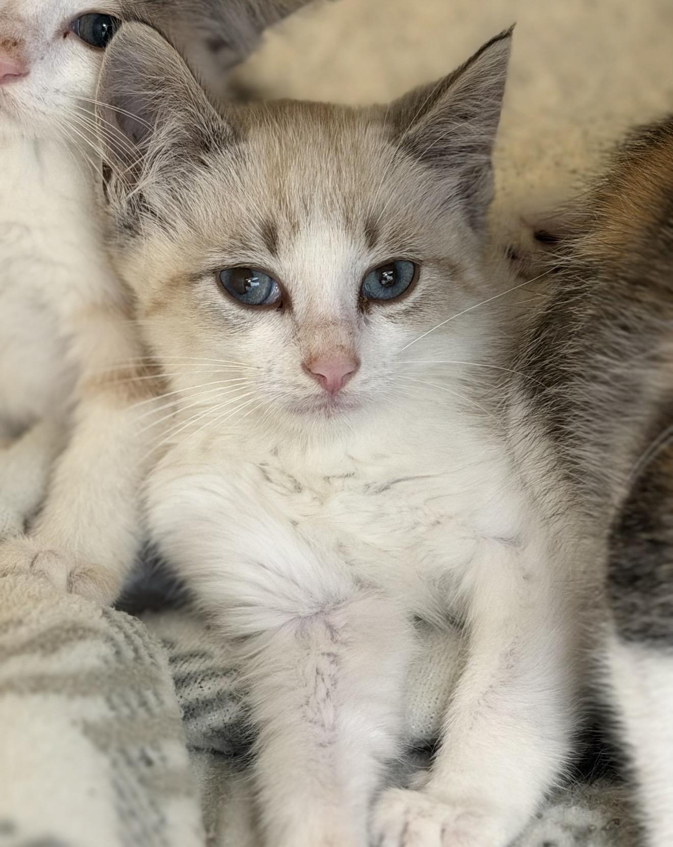 Enlarge Lint, an adopted Domestic Short Hair in Fertile, MN image 2/2