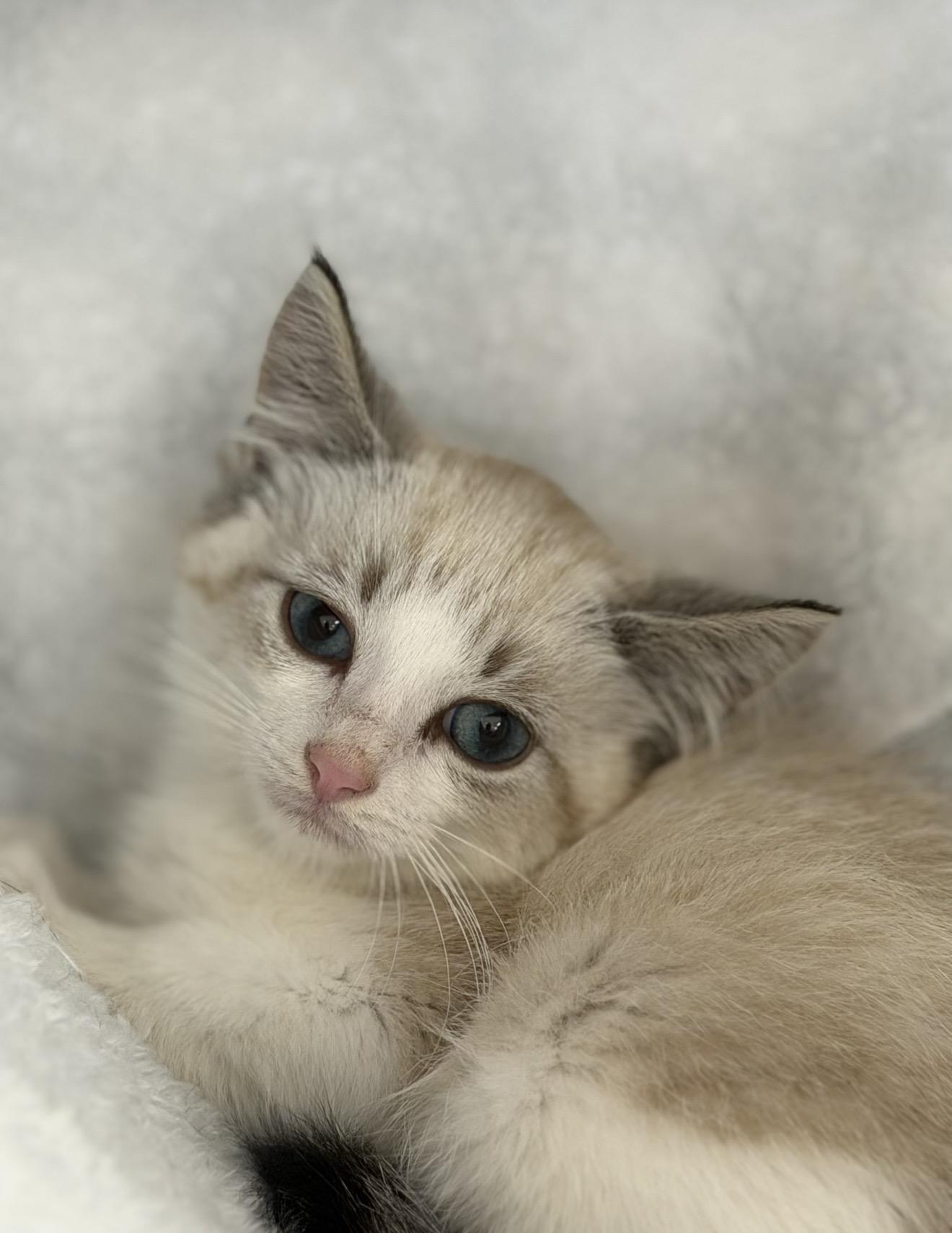 Enlarge Lint, an adopted Domestic Short Hair in Fertile, MN image 1/2